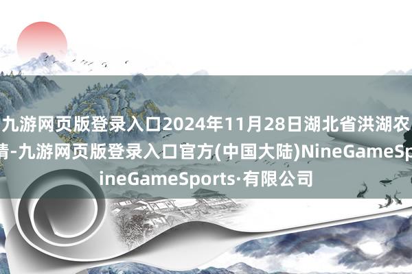 九游网页版登录入口2024年11月28日湖北省洪湖农贸市集价钱行情-九游网页版登录入口官方(中国大陆)NineGameSports·有限公司